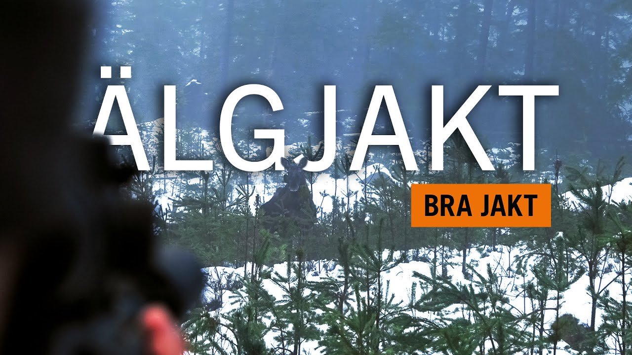 ÄLGJAKT - Jakt med ställande hund! | BRA JAKT