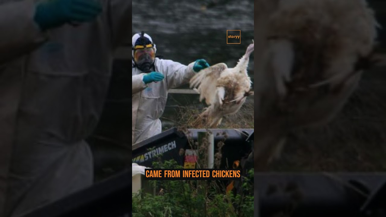 New pandemic fears as bird flu strain that killed girl, came from infected chickens.