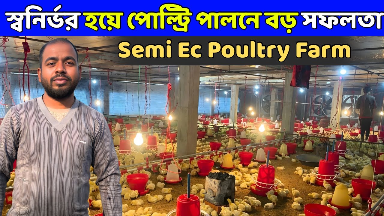সেমি Ec পোল্ট্রি ফার্ম তৈরির পরামর্শ