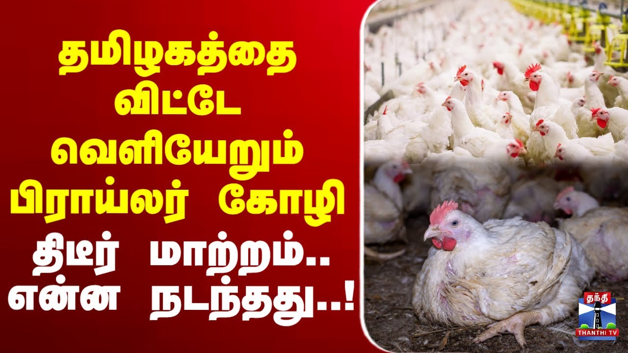 🔴LIVE :Chicken | Chickenpricetoday | தமிழகத்தை விட்டே வெளியேறும் பிராய்லர் கோழி