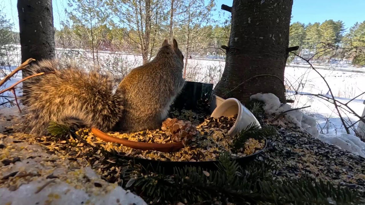 Squirrels, Squirrels and more Squirrels! Eastern Birds, too. Live in Maine 🪶.
