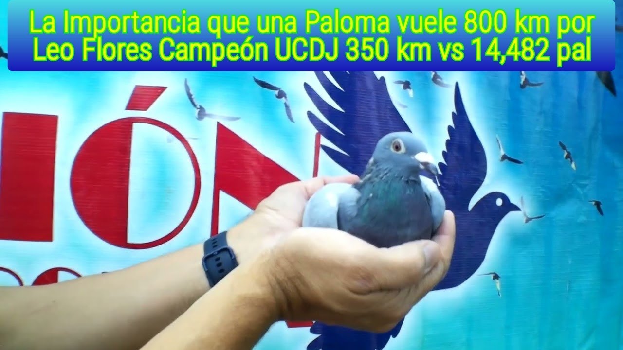 La Importancia que una Paloma vuele 800 km por Leo Flores Campeón UCDJ 350 km vs 14,482 pal