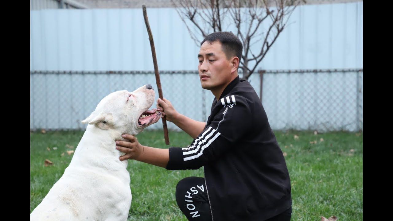 如果狗狗犯错了，拿棍子狠狠打一顿行不行？ \Can we beat dogs if they make mistakes?