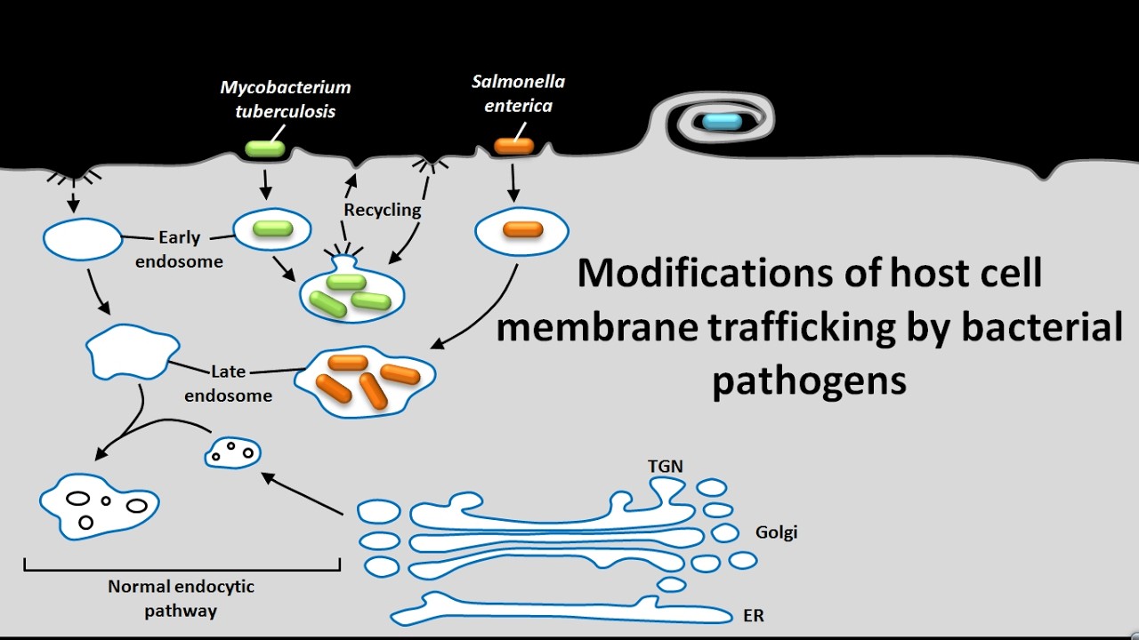 Modifications of host cell membrane trafficking by bacterial pathogens