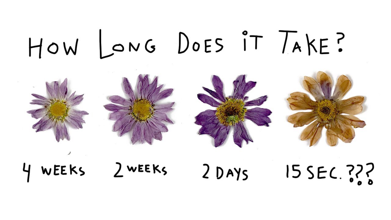 Как прессовать цветы — 4 разных метода 🌷🌻(Можно ли их прессовать за 15 секунд?)