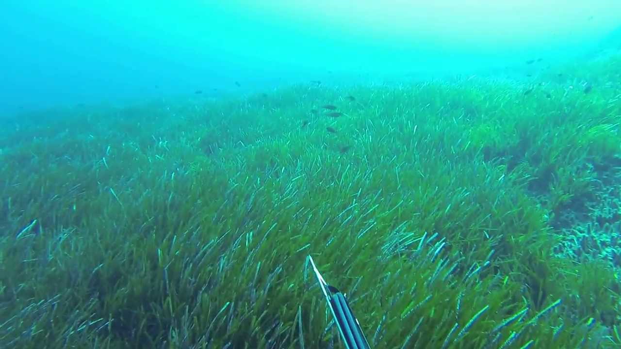 Hearing seismic surveying while underwater