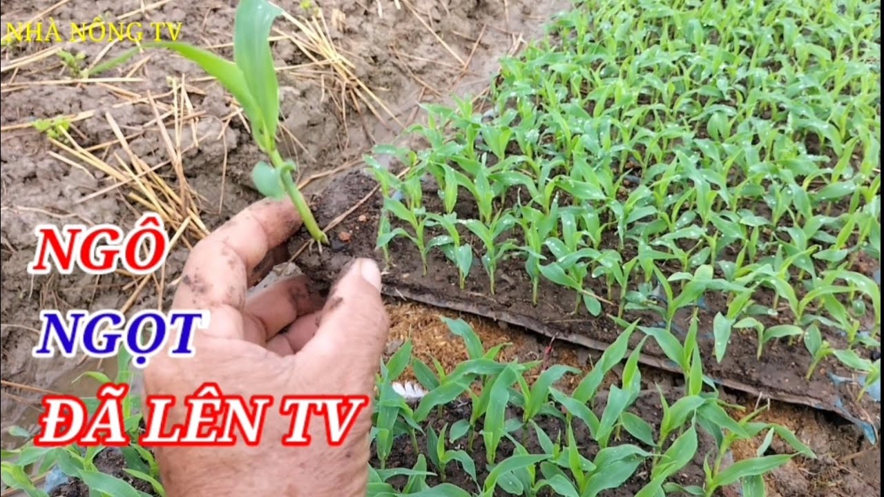 Chia sẻ cách làm bầu Ngô ngọt bằng khay nhựa tuyệt đẹp @nhanongtv1