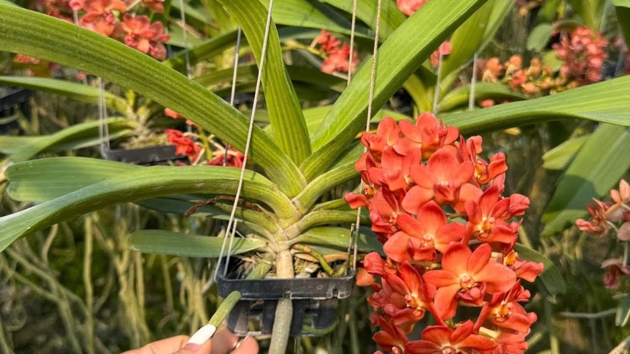 CỰC XIN TỐI 25/2.CÁO,KÈN,ĐENRO,TRẦM,SÓC,CHỒN,VŨ NỮ, CHÂU,NHẠN 0849490188/0396164604