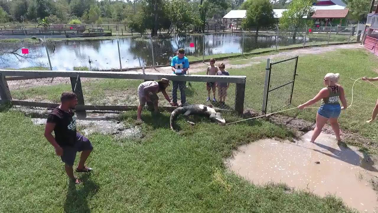 Gator Country Girl Power