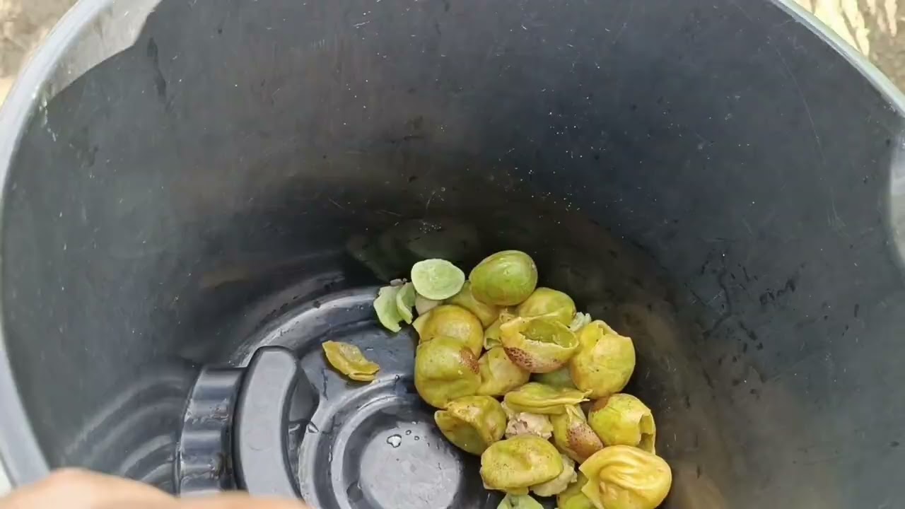 A Chuva Chegou no Sítio/ Norte de Minas