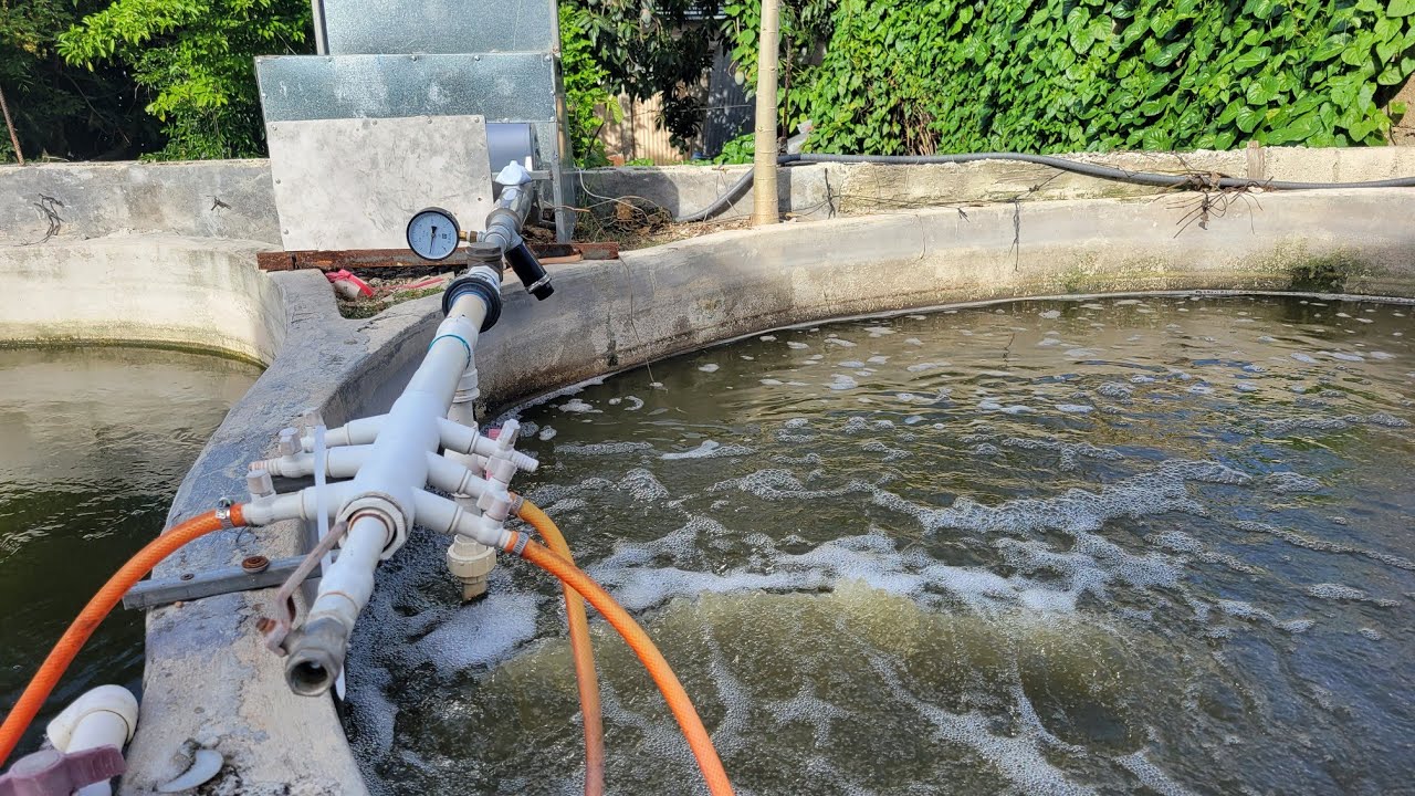 Cómo proteger los BLOWERS regenerativos en proyectos acuícolas de Cultivo de Tilapias 💨🐟