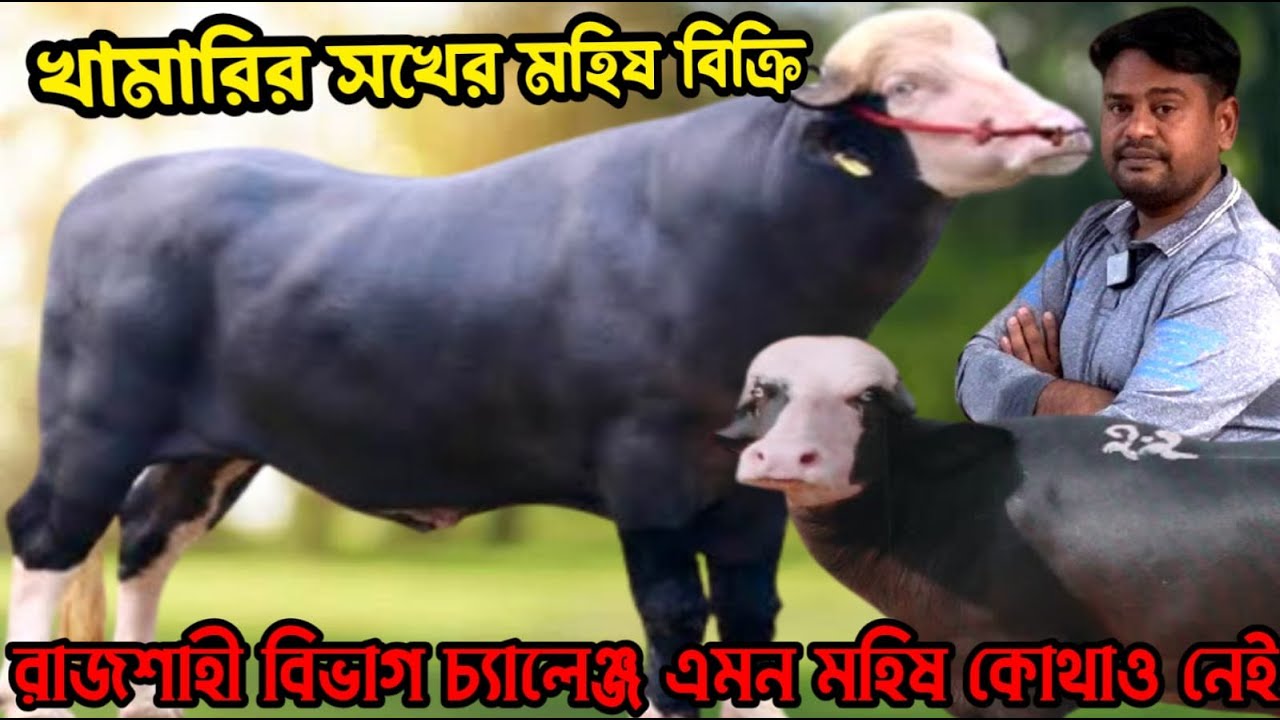 খামারি ভাইয়ের সখের মহিষ বিক্রি। রাজশাহী বিভাগ চ্যালেঞ্জ এমন মহিষ কোথাও নেই।নীলিরাভি মহিষের দাম জানুন