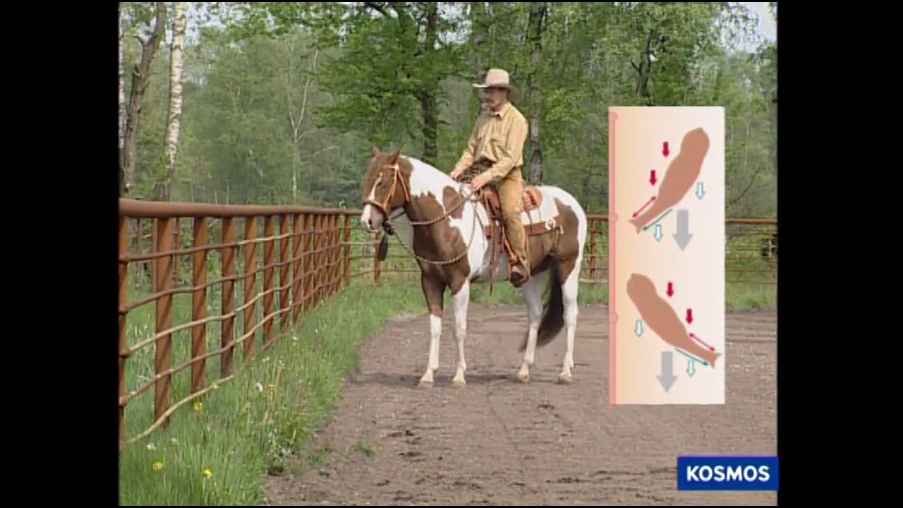 Gymnastizierende &Uuml;bungen f&uuml;r fortgeschrittene Westernreiter | Peter Kreinberg