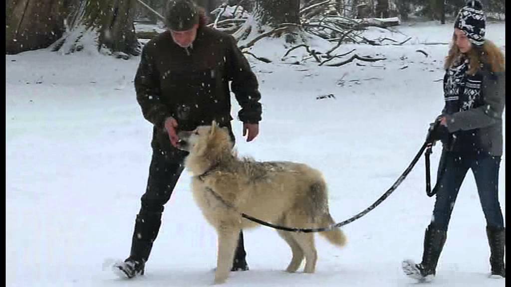 Annalenas Spaziergang mit dem Polarwolf