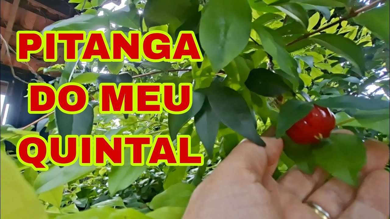 FRUTAS DO MEU QUINTAL