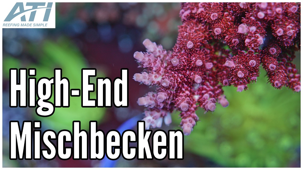 Das mega Becken von Riffblick - powered by ATI! | ATI Aquaristik