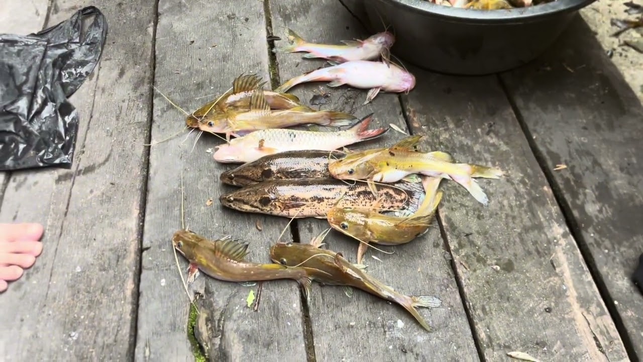 Boleh Tahan Juga Hasilnya//Mansai Maia Ai Langkang