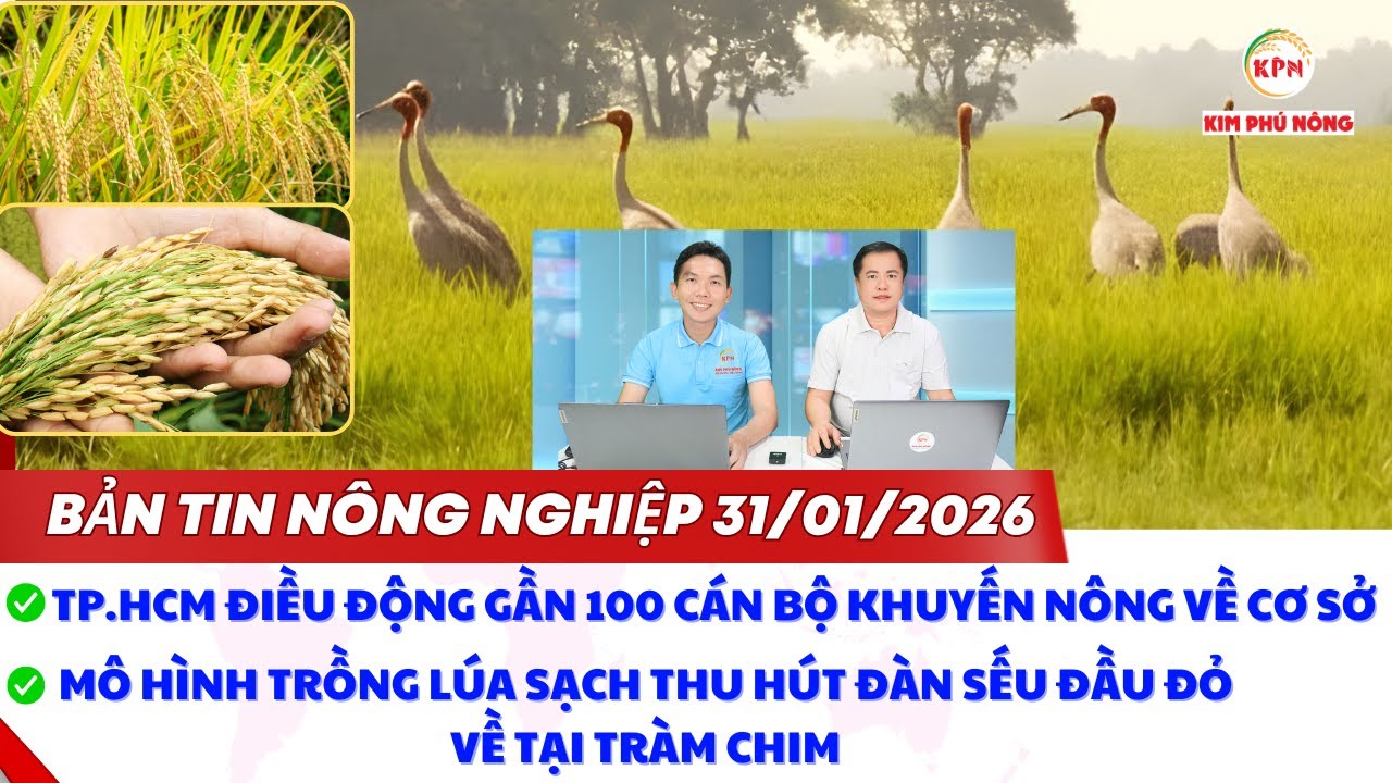 Mô hình trồng lúa sạch thu hút đàn sếu đầu đỏ về tại Tràm Chim | Bản Tin Nông Nghiệp ngày 31/01/2026