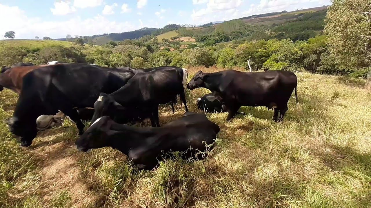 PREÇO DE VACAS LEITEIRAS MOJANDO DE ALTA GENÉTICA 