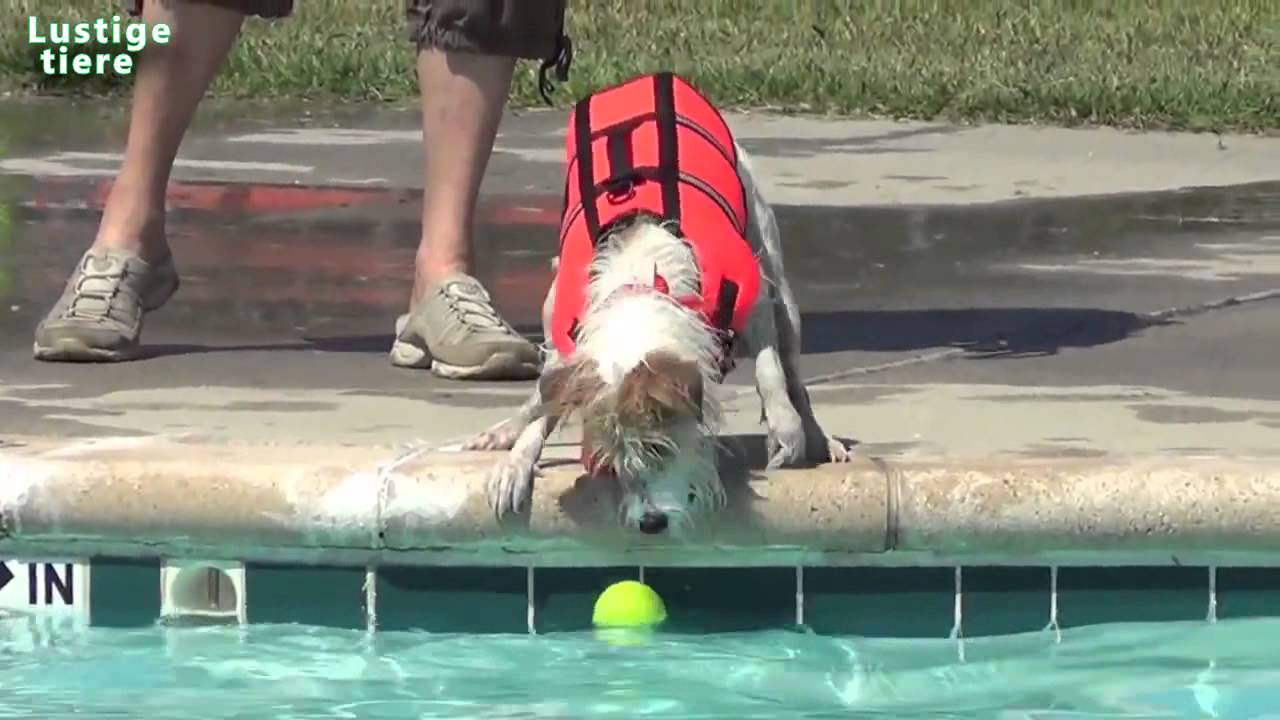 Lustige Hunde Spielen Ball im Swimmingpool Kompilation