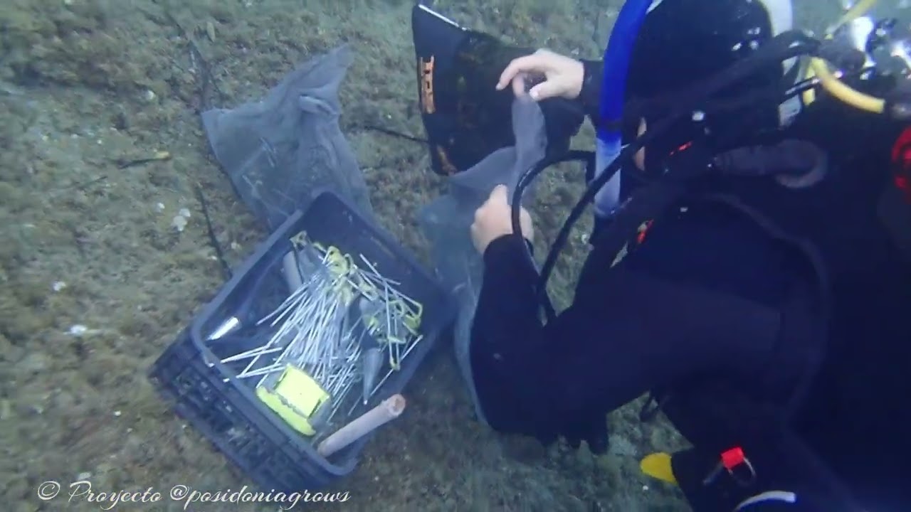 Posidonia Grows I