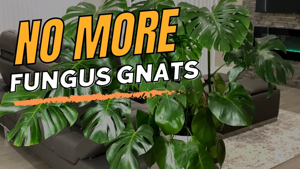 Foolproof Fungus Gnat Killer That Actually Works - Houseplant Pest Control