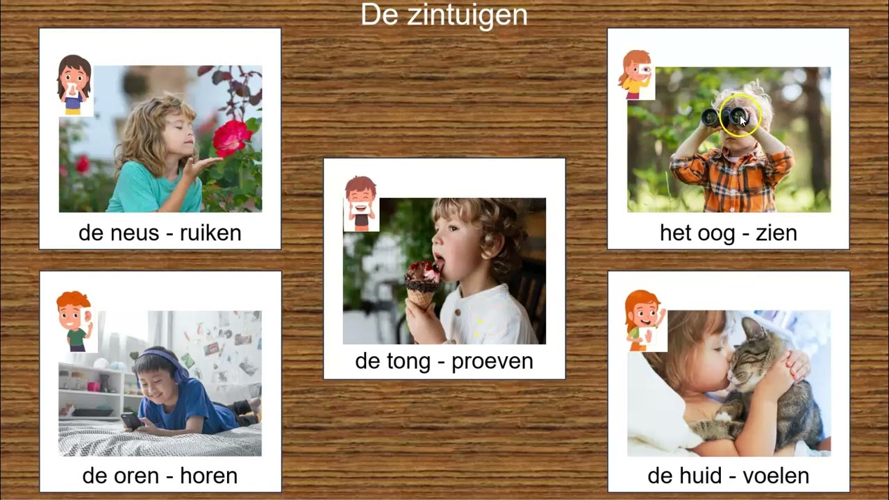 Woordkaart NT2 de zintuigen
