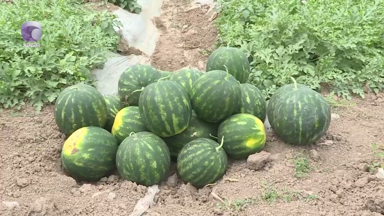 Tonlarla qarpız niyə bostanlarda qalıb?
