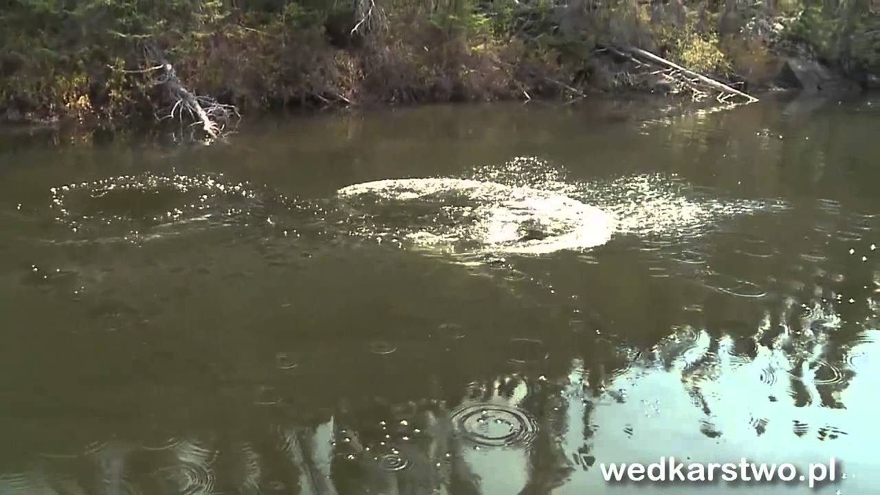Atak potężnego szczupaka na wobler prowadzony na powierzchni