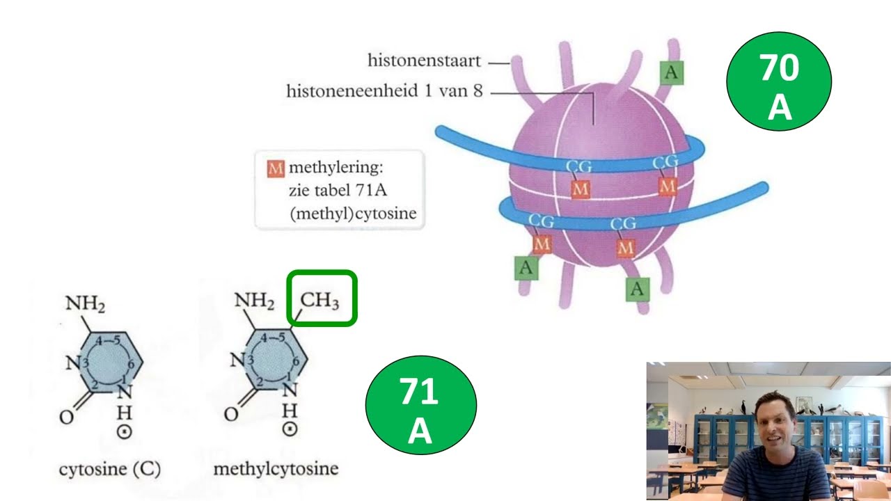 Uitleg; transcriptiefactoren en histonen (vwo)