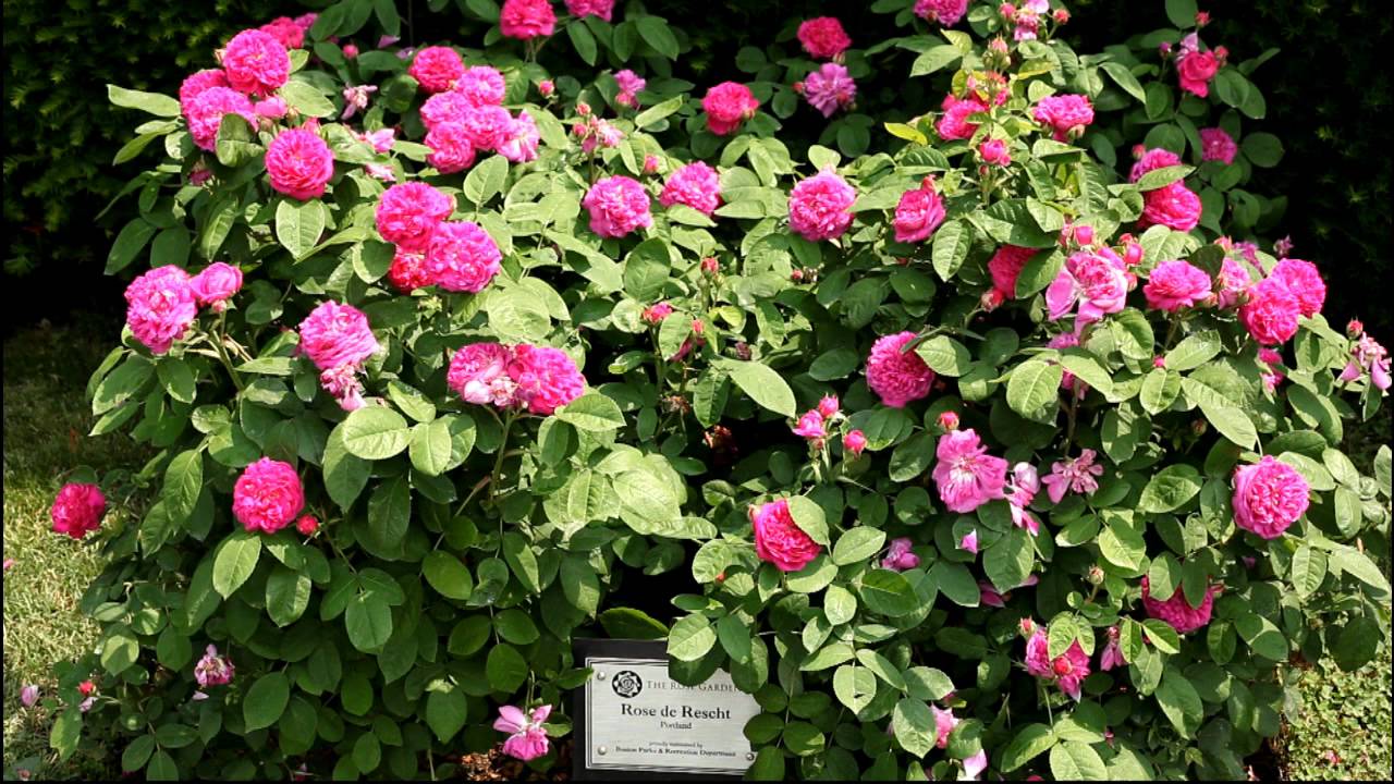 Award Winning Roses