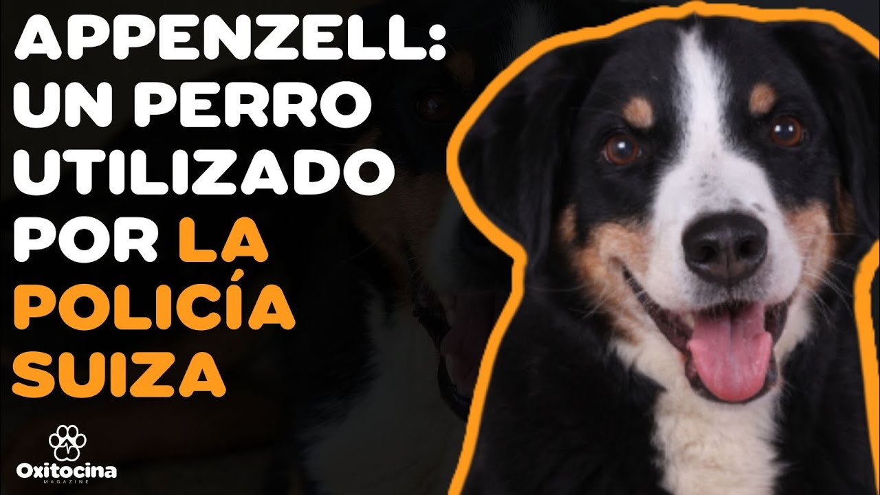 BOYERO DE APPENZELL: 9 COSASA que debes SABER