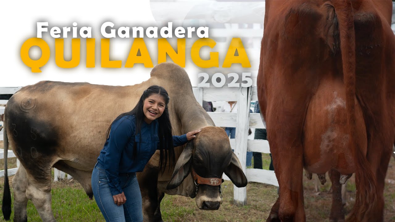 Los Mejores Ejemplares de Ganado en QUILANGA-Loja 🐮🐂