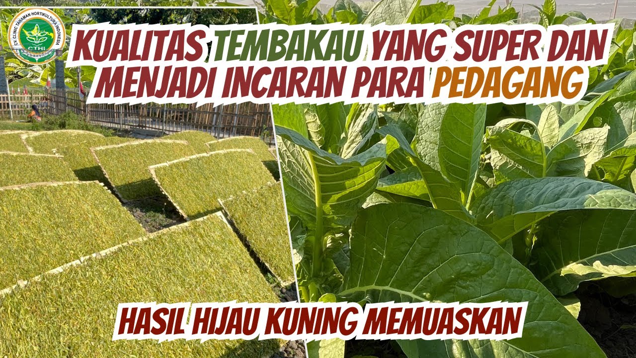 TERNYATA TEMBAKAU YANG SEPERTI INI YANG BANYAK DIINCAR PEDAGANG DAN MEMILIKI HARGA JUAL YANG TINGGI 