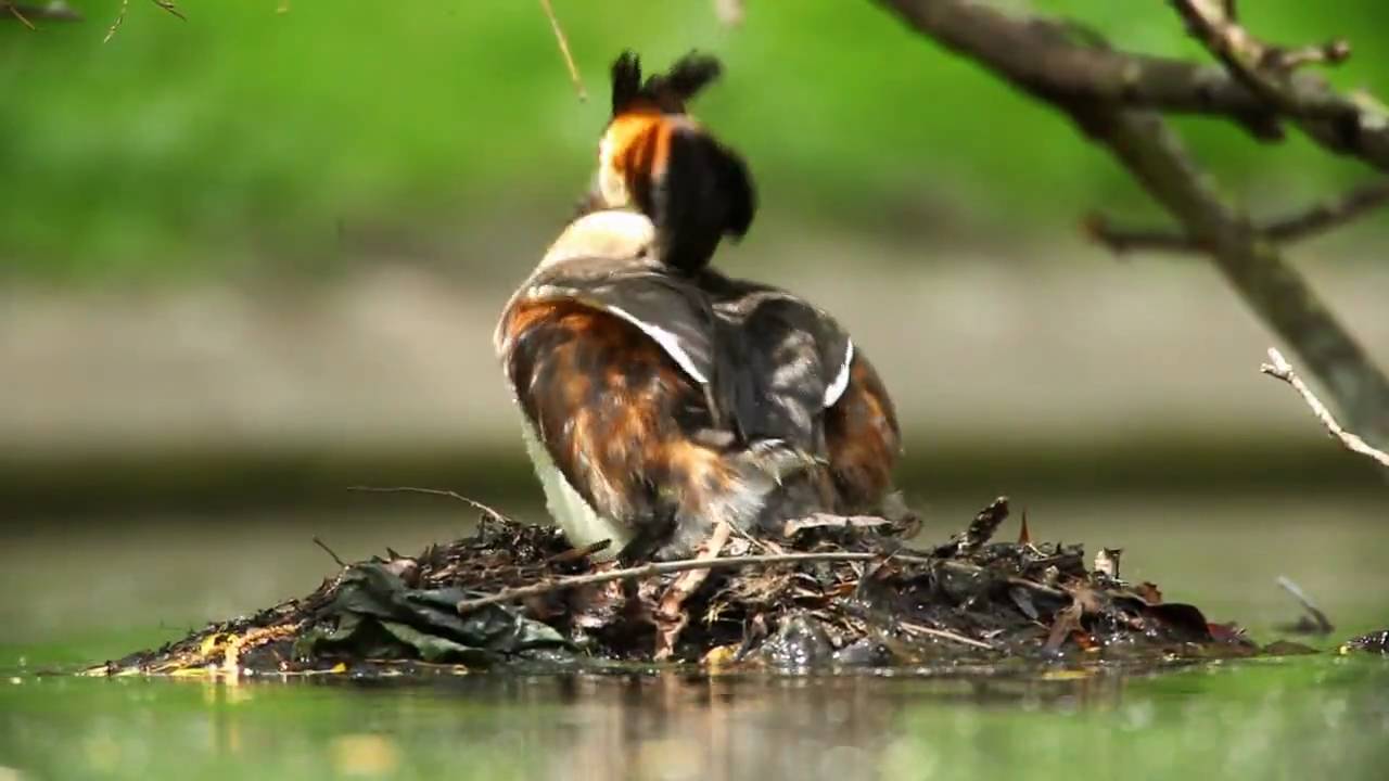 Great Crested Grebes with babies - Wildlife ( HD quality )