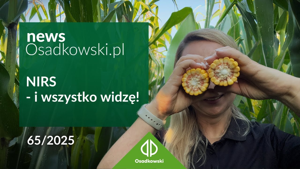 Kukurydza na kiszonkę – jak NIRS pokazuje, kiedy zbierać DKC 3513
