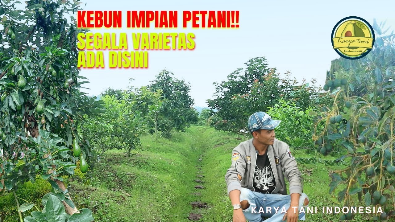 KEBUN ALPUKAT ISTIMEWA‼️ USIA 3 TAHUN HAMPIR SEMUA POHON BERBUAH