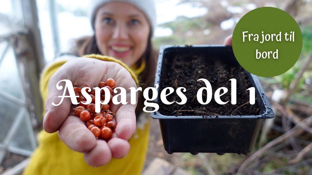 Asparges fra jord til bord - del 1 | Så