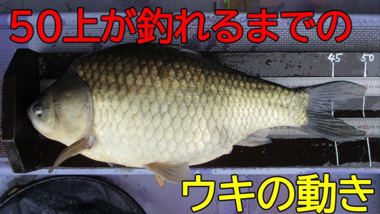 へら鮒50cmのウキの動き（亀山湖）