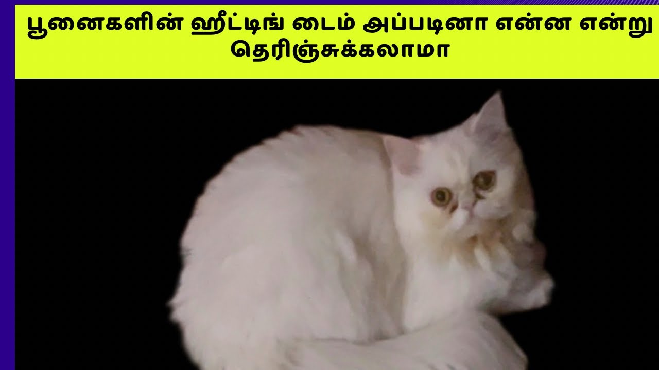 பூனைகளின் ஹீட்டிங் டைம்  தெரிஞ்சுகலாமா / cat /  cutepet / catlover / catmusic / cute / cutecat