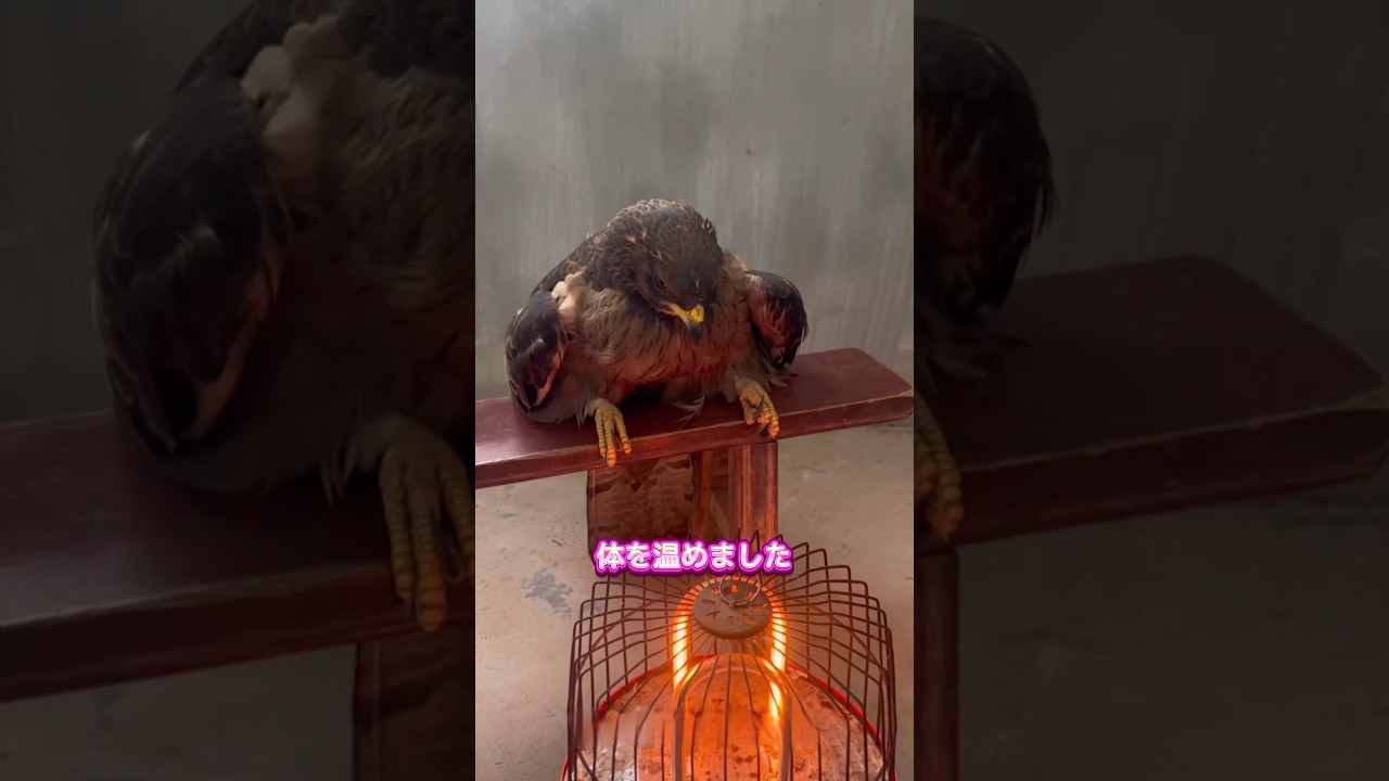 恩返しのワシ。愛に種の違いなんてないですね。 #動物プロダクション #動物 #animals #動物のいる暮らし #pets #cute