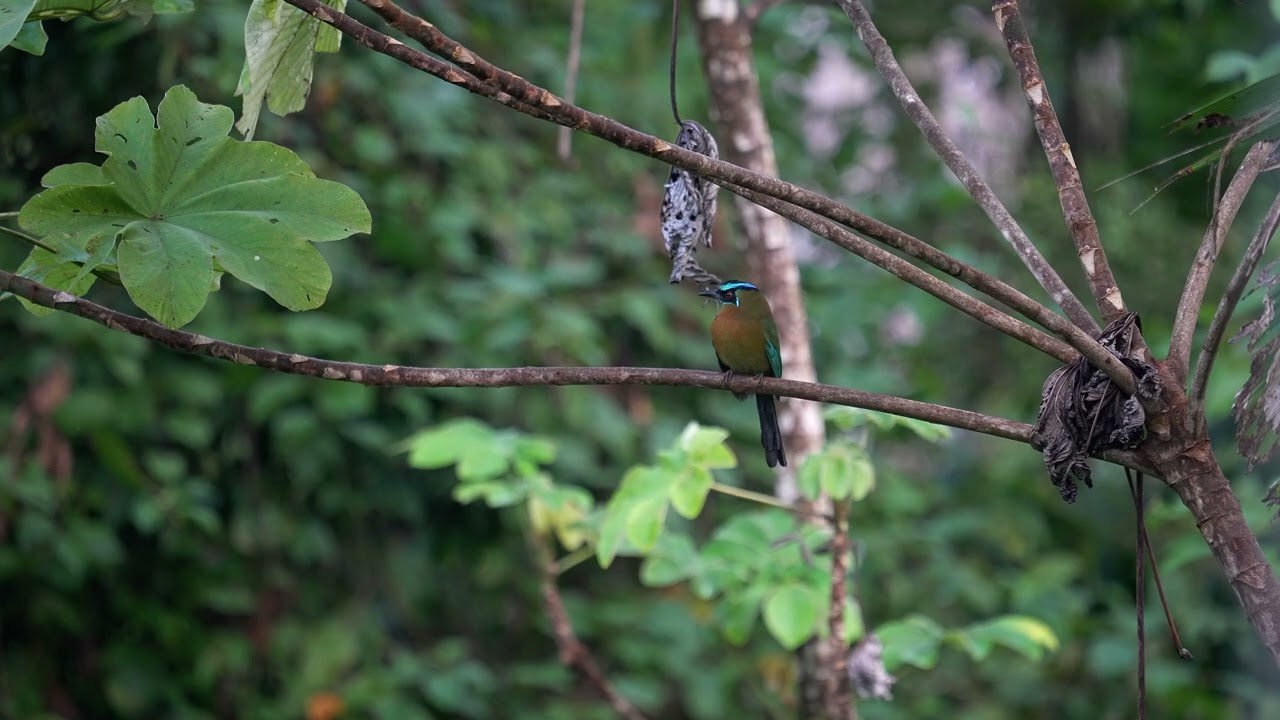 Motmot