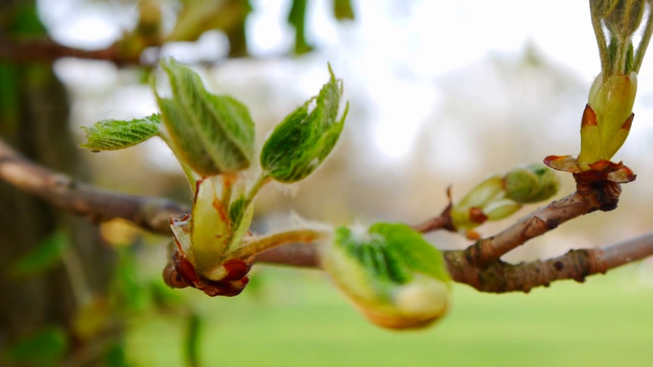 Spring Poetry