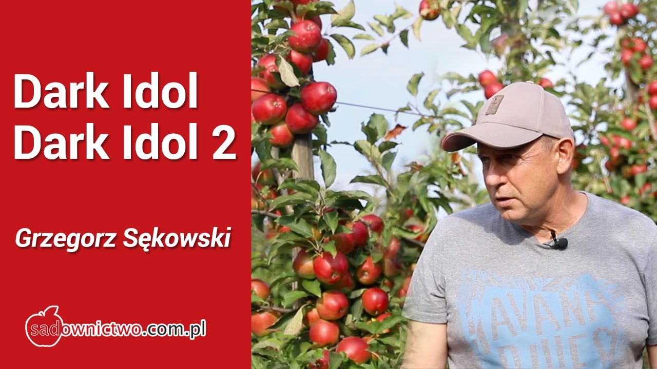 Dark Idol / Dark Idol 2 - ocena odmiany Pana Grzegorza Sękowskiego w sezonie 2020