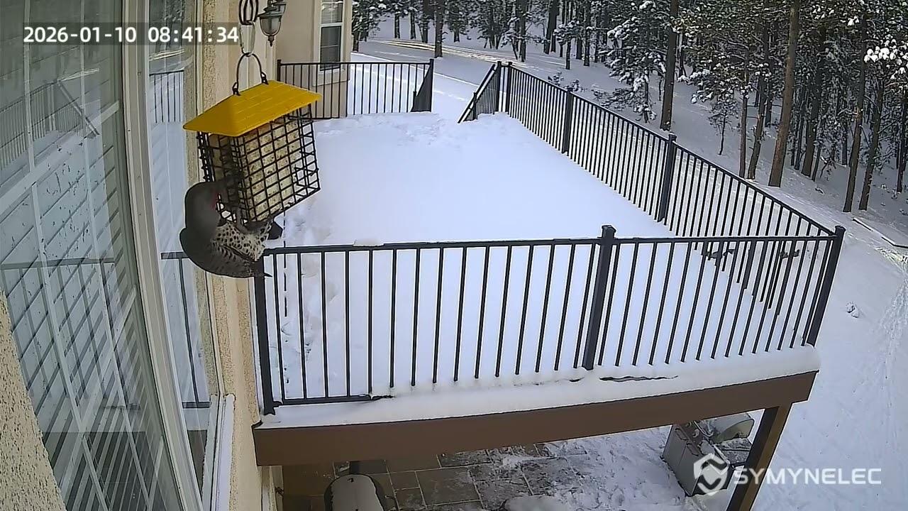 Northern Flicker & Nuthatch @ Suet Feeder