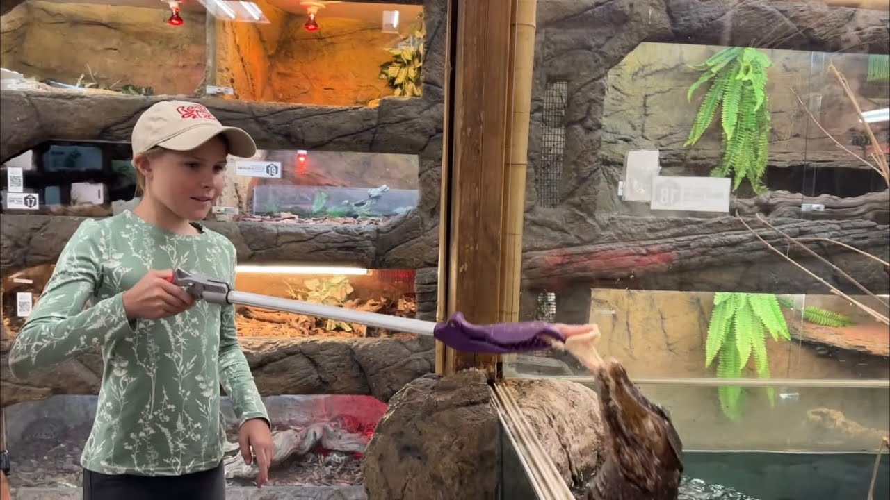 Junior Zookeeper for the day! 😱 (feeding crocodilian)