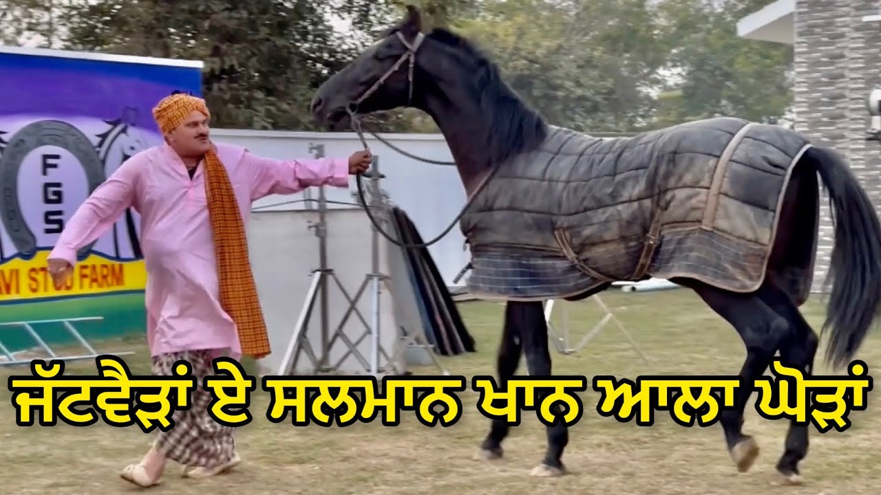 Stud Farm ਖੋਲਣਾ ਚਿਆਚਾ Salman Khan ਆਪ ਘੋੜਾ ਲੈਣ ਆਉ Bhaanasidhu Bhanabhagudha New Comedy Short Movie 20