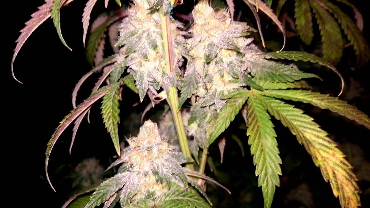 Time to harvest, Girl Scout Cookies and some SFV OG
