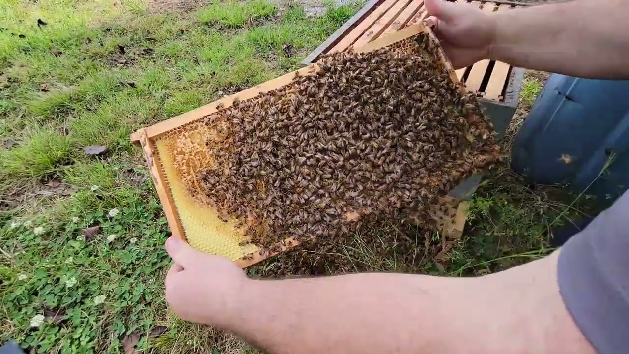 Swarm catch on the ground. #swarms # beekeeper #beekeeping #Auburn