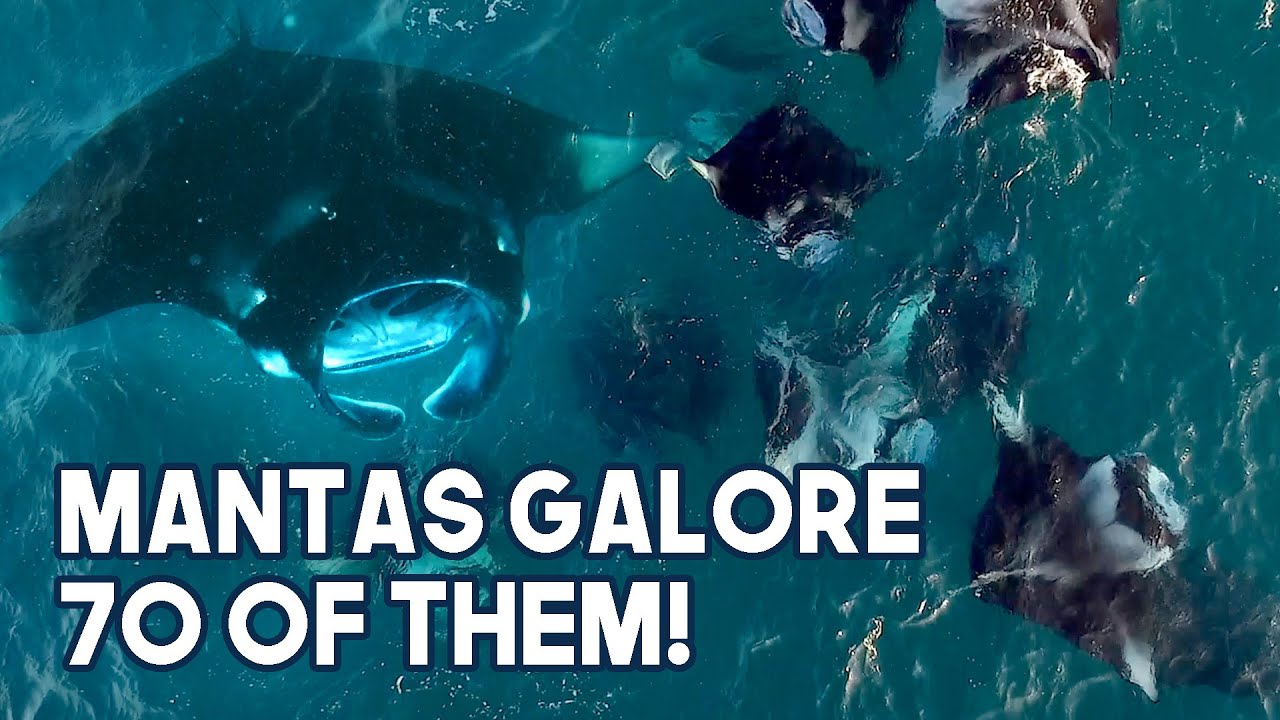 Dive Trip I Baa Atoll Maldives I Day 2 | Snorkelling with 70 Mantas in Hanifaru Bay